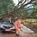 Fortes ventos derrubam árvores e mobilizam Bombeiros em Goianésia