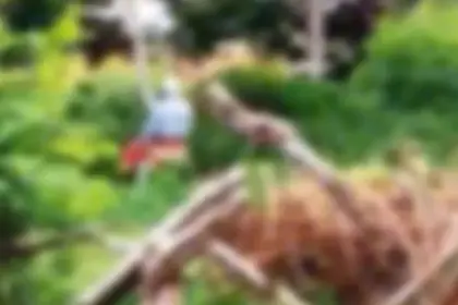 Idosos são flagrados fazendo sexo em local público e viralizam na internet