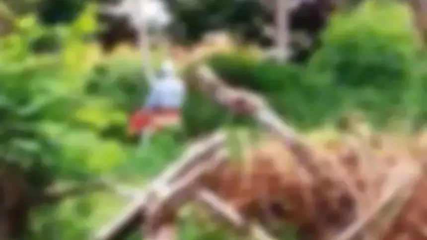 Idosos são flagrados fazendo sexo em local público e viralizam na internet Idosos são flagrados fazendo sexo em local público e viralizam na internet