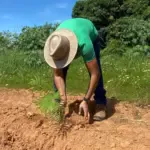 Virada Ambiental planta 500 mudas de árvores do Cerrado em Goianésia