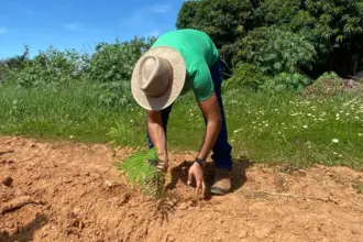 Virada Ambiental planta 500 mudas de árvores do Cerrado em Goianésia
