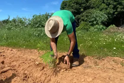 Virada Ambiental planta 500 mudas de árvores do Cerrado em Goianésia