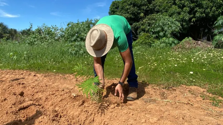 Virada Ambiental planta 500 mudas de árvores do Cerrado em Goianésia Virada Ambiental planta 500 mudas de árvores do Cerrado em Goianésia