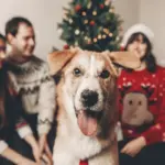 8 dicas para preparar o pet para receber visitas no Natal 