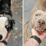 PCGO prende homem por maus-tratos a cães em Goiânia – Policia Civil do Estado de Goiás