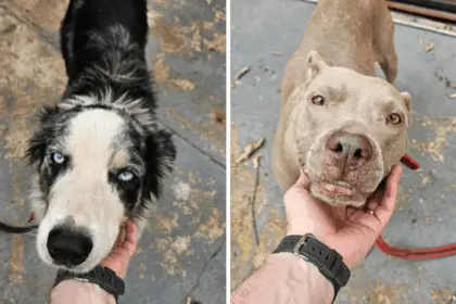 PCGO prende homem por maus-tratos a cães em Goiânia – Policia Civil do Estado de Goiás