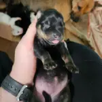 Polícia Civil prende mulher por maus-tratos animais e resgata cães e filhotes vítimas, em Goiânia – Policia Civil do Estado de Goiás