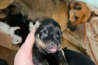 Polícia Civil prende mulher por maus-tratos animais e resgata cães e filhotes vítimas, em Goiânia – Policia Civil do Estado de Goiás