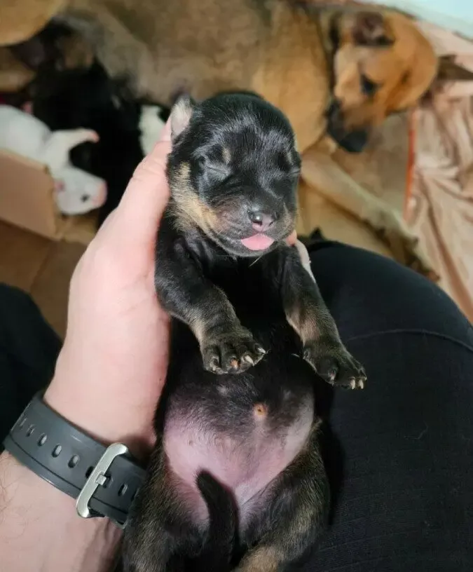 Polícia Civil prende mulher por maus-tratos animais e resgata cães e filhotes vítimas, em Goiânia – Policia Civil do Estado de Goiás