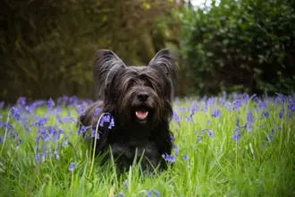 4 características do cachorro da raça skye terrier