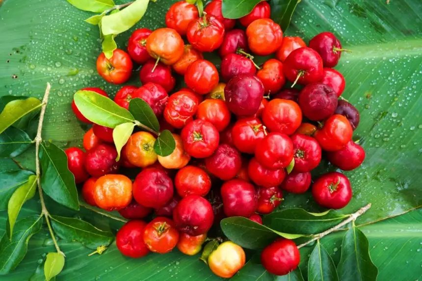 Acerola: conheça a superfruta tropical rica em vitamina C e fácil de cultivar no quintal Acerola: conheça a superfruta tropical rica em vitamina C e fácil de cultivar no quintal
