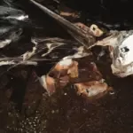 Acidente na GO-080, próximo a Morro Branco, envolve três carros e um ônibus