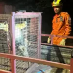 Bombeiros resgatam tamanduá-mirim em área residencial no oeste de Goianésia