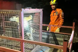 Bombeiros resgatam tamanduá-mirim em área residencial no oeste de Goianésia