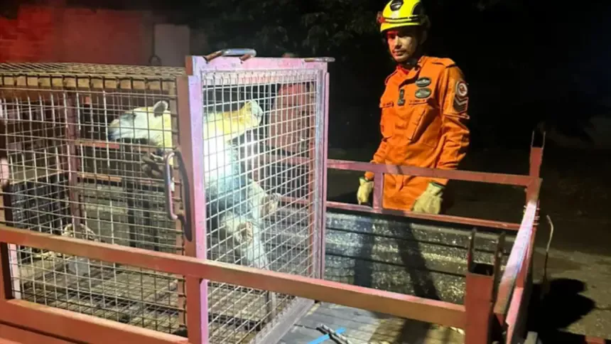 Bombeiros resgatam tamanduá-mirim em área residencial no oeste de Goianésia Bombeiros resgatam tamanduá-mirim em área residencial no oeste de Goianésia