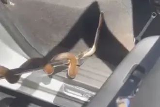 Bombeiros realizam resgate de cobra presa dentro de caminhonete no sul de Goianésia