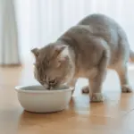 7 mitos comuns sobre alimentação para cães e gatos 