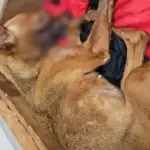 Polícia Civil prende homem por maus-tratos que resultaram na morte de cadela