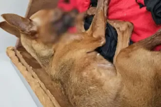 Polícia Civil prende homem por maus-tratos que resultaram na morte de cadela