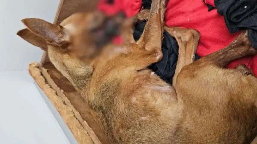 Polícia Civil prende homem por maus-tratos que resultaram na morte de cadela Polícia Civil prende homem por maus-tratos que resultaram na morte de cadela