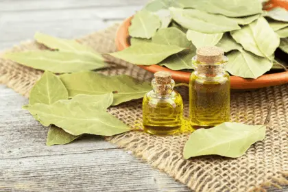 Folha de louro: 6 maneiras de melhorar a saúde com a planta