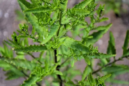 Mastruz: 6 benefícios para a saúde e como utilizá-lo corretamente