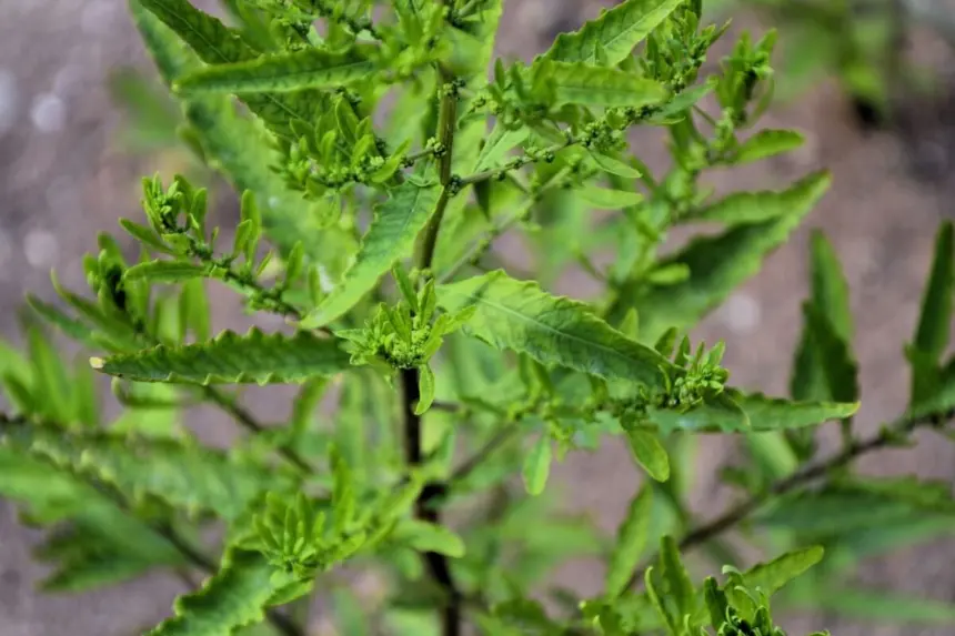 Mastruz: 6 benefícios para a saúde e como utilizá-lo corretamente