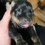 Polícia Civil prende mulher por maus-tratos animais e resgata cães e filhotes vítimas