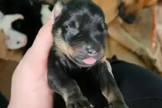 Polícia Civil prende mulher por maus-tratos animais e resgata cães e filhotes vítimas