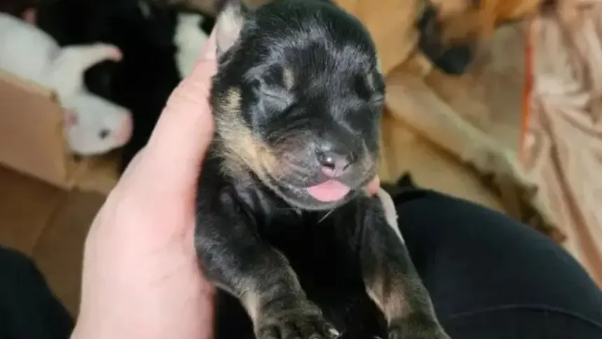 Polícia Civil prende mulher por maus-tratos animais e resgata cães e filhotes vítimas