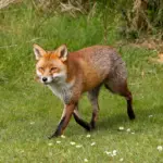 7 curiosidades interessantes sobre as raposas