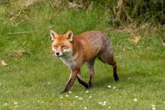 7 curiosidades interessantes sobre as raposas