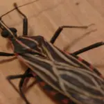 Ananindeua, no Pará, tem surto de casos da doença de Chagas