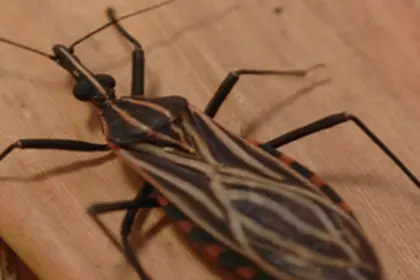 Ananindeua, no Pará, tem surto de casos da doença de Chagas