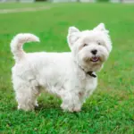 Dose de fofura: 7 raças de cachorro pequenas e brancas