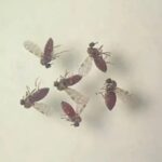 Estudo explica diferença de sintomas entre febre do Oropouche e dengue