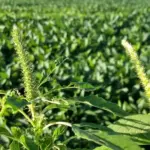 Agrodefesa previne surgimento de Amaranthus palmeri em lavouras goianas de soja
