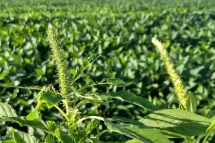Agrodefesa previne surgimento de Amaranthus palmeri em lavouras goianas de soja
