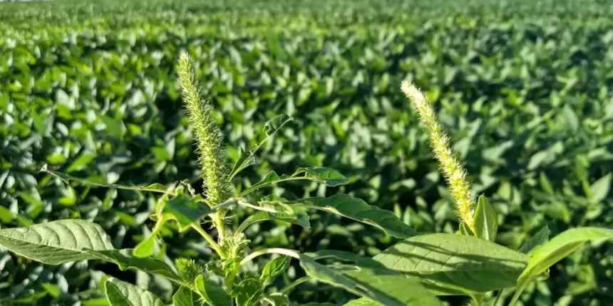 Agrodefesa previne surgimento de Amaranthus palmeri em lavouras goianas de soja Agrodefesa previne surgimento de Amaranthus palmeri em lavouras goianas de soja