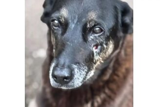 Hospital veterinário municipal passa a funcionar 24 horas em São Paulo