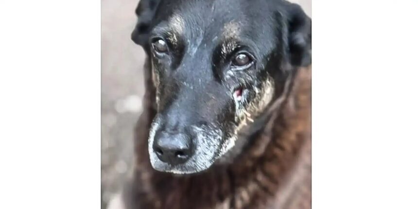 Hospital veterinário municipal passa a funcionar 24 horas em São Paulo Hospital veterinário municipal passa a funcionar 24 horas em São Paulo