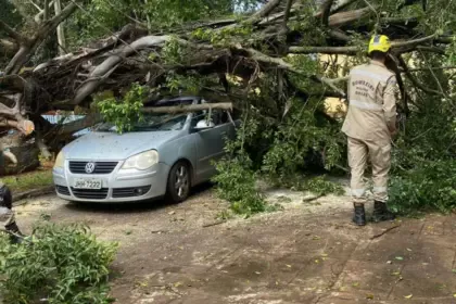 Queda de árvore atinge veículo e mobiliza Corpo de Bombeiros de Goianésia