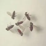 Subnotificados, casos de Oropouche atingem 2% da população brasileira