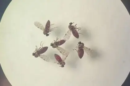 Subnotificados, casos de Oropouche atingem 2% da população brasileira