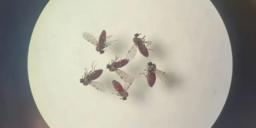 Subnotificados, casos de Oropouche atingem 2% da população brasileira