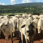 Governo beneficia mais de 10 mil produtores rurais com perdão de multas