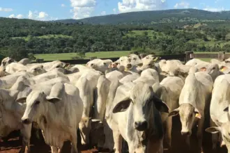 Governo beneficia mais de 10 mil produtores rurais com perdão de multas