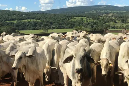 Governo beneficia mais de 10 mil produtores rurais com perdão de multas