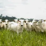 Caravana do Agro Exportador debate oportunidades para pecuária goiana no mercado internacional