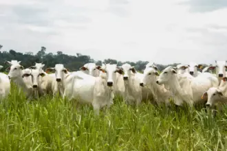 Caravana do Agro Exportador debate oportunidades para pecuária goiana no mercado internacional